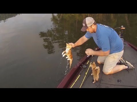 泳いでる猫を船にあげた - YouTube