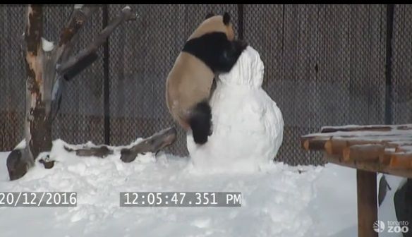 【雪だるまVSパンダ】こんなかわいい闘い、世界のどこにもねぇよと言いたくなる愛らしい動画が話題に
