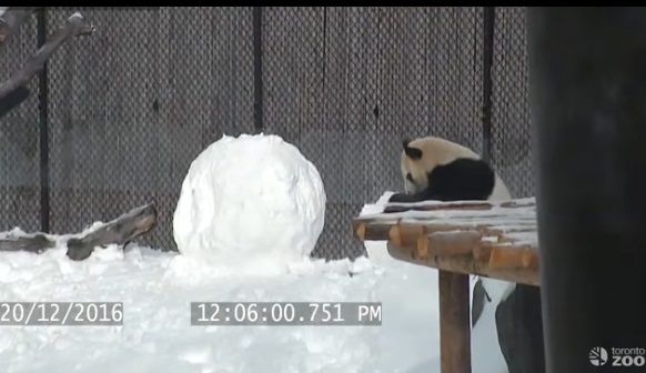 【雪だるまVSパンダ】こんなかわいい闘い、世界のどこにもねぇよと言いたくなる愛らしい動画が話題に