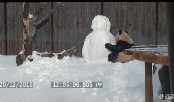 【雪だるまVSパンダ】こんなかわいい闘い、世界のどこにもねぇよと言いたくなる愛らしい動画が話題に