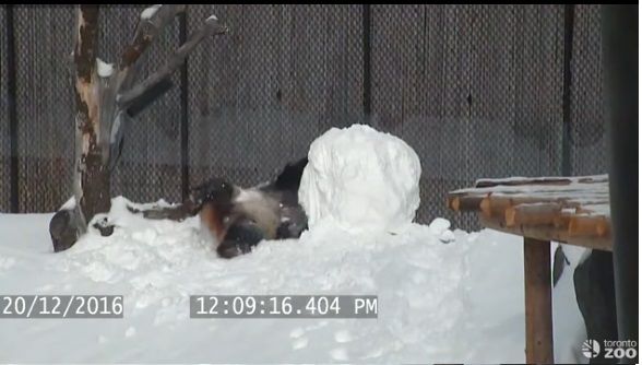 【雪だるまVSパンダ】こんなかわいい闘い、世界のどこにもねぇよと言いたくなる愛らしい動画が話題に