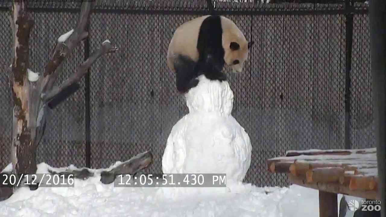 Toronto Zoo Giant Panda vs. Snowman - YouTube