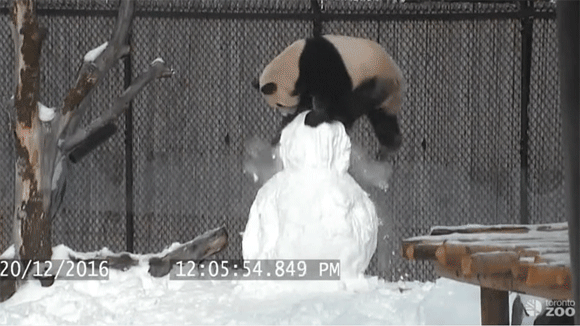 【雪だるまVSパンダ】こんなかわいい闘い、世界のどこにもねぇよと言いたくなる愛らしい動画が話題に