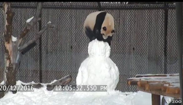 【雪だるまVSパンダ】こんなかわいい闘い、世界のどこにもねぇよと言いたくなる愛らしい動画が話題に｜面白ニュース 秒刊SUNDAY
