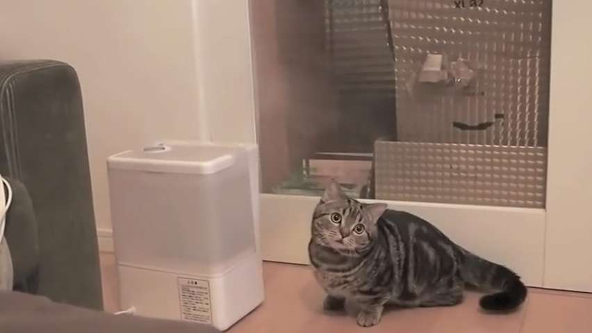 加湿器が気になって仕方ない猫が可愛すぎる