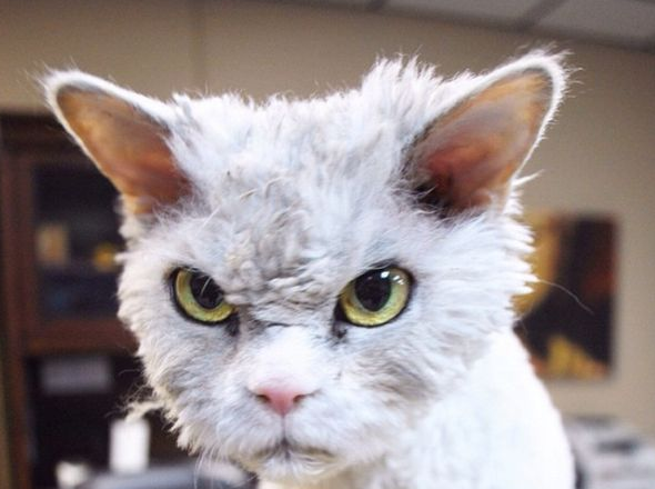 ヤンキーみたいな動物の画像を貼るトピ