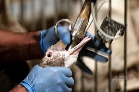  新紙幣の材料に「獣脂」、菜食主義者ら猛反発(英)
