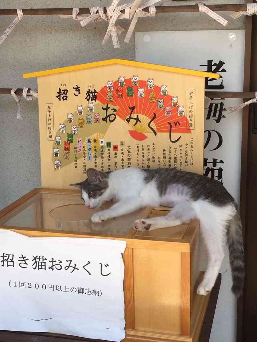 なぜそこに！？と思う猫画像