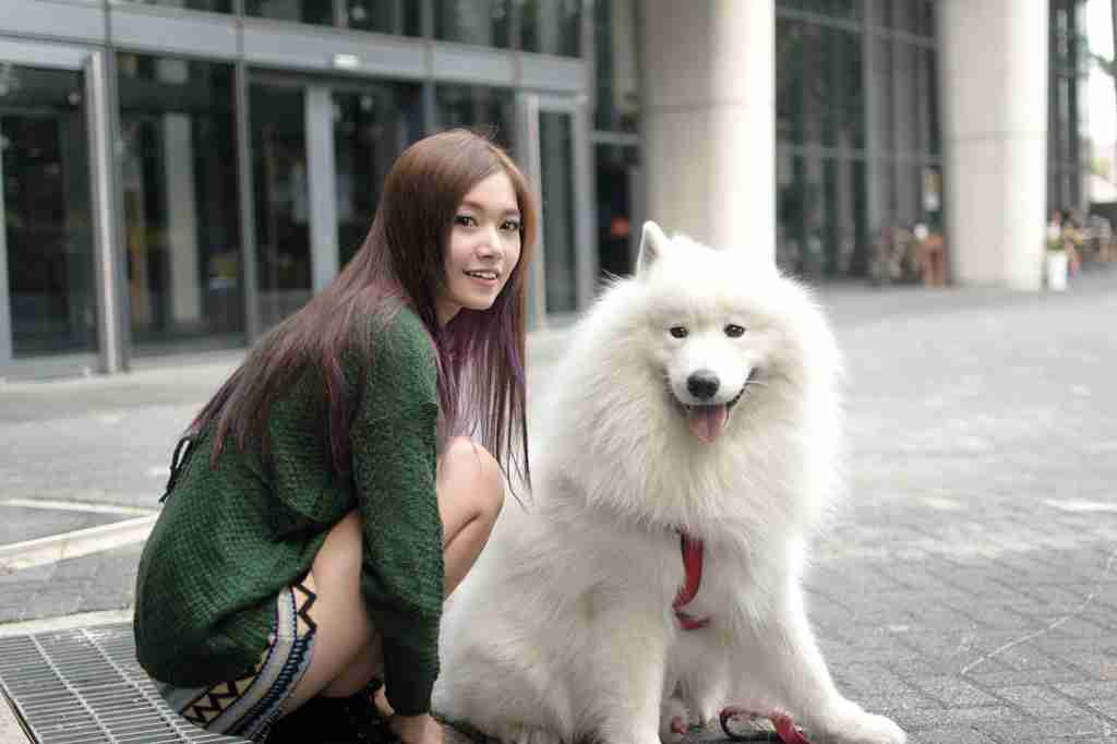 好きな大型犬