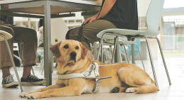 ＜盲導犬＞受け入れ拒否　宮城で後絶たず | 河北新報オンラインニュース