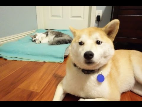 なぜそこに！？と思う猫画像