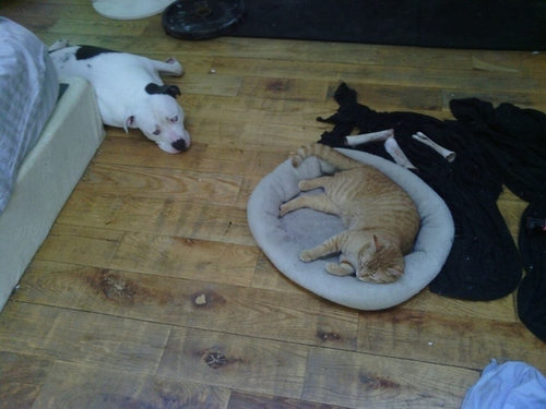 なぜそこに！？と思う猫画像