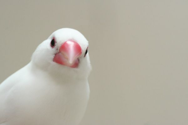 ふわふわが集まるトピ