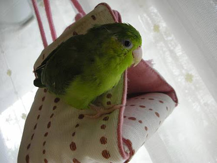 ふわふわが集まるトピ