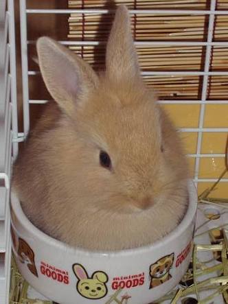 ふわふわが集まるトピ