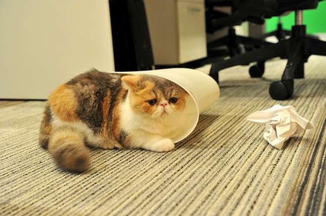 なぜそこに！？と思う猫画像