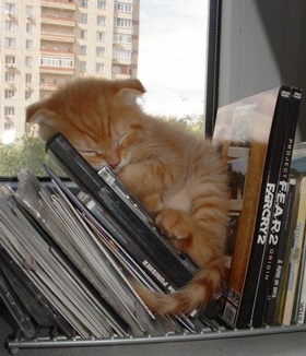 なぜそこに！？と思う猫画像