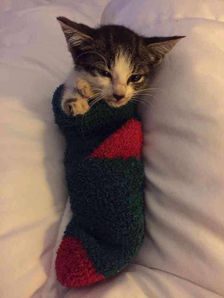 【クリスマスの奇跡！】猫がクリスマスツリーの下に置いたクリスマスプレゼントが世界中を感動させている