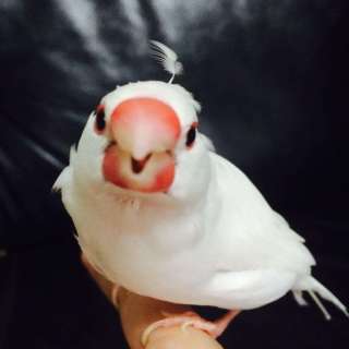 保存したら負け！きゃわい〜動物の画像！