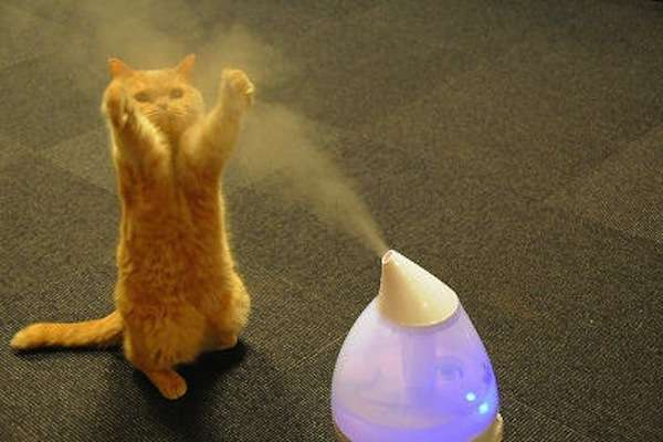加湿器が気になって仕方ない猫が可愛すぎる