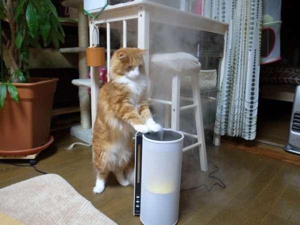 加湿器が気になって仕方ない猫が可愛すぎる