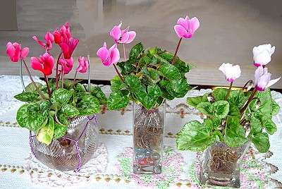 冬に楽しめる鉢植えのお花