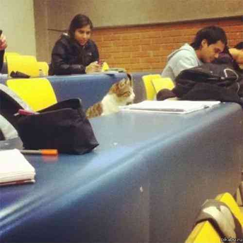 なぜそこに！？と思う猫画像