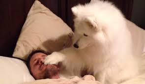 犬とのエピソード！