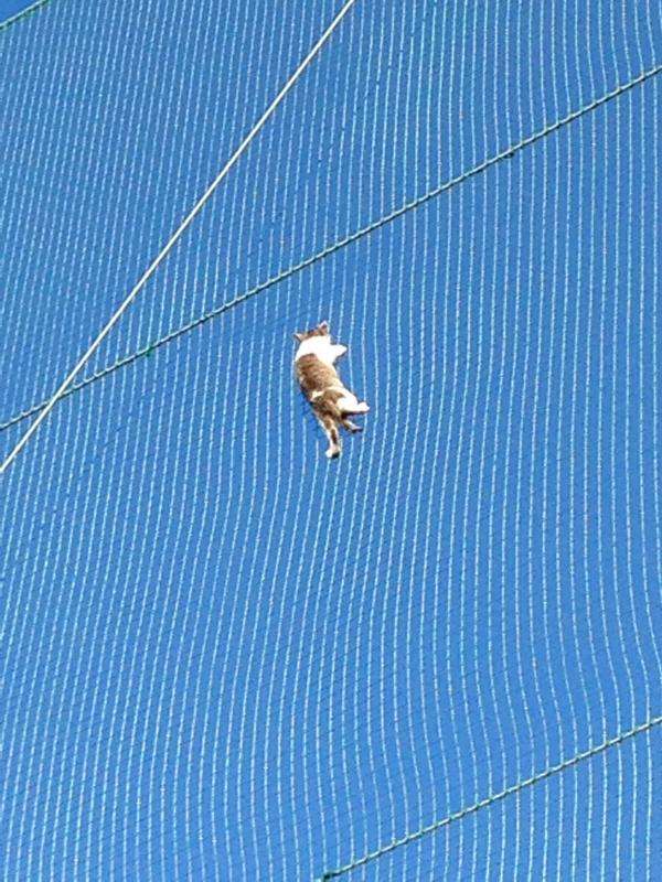 なぜそこに！？と思う猫画像