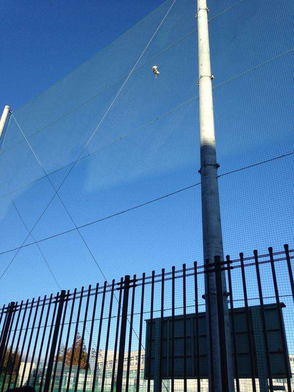 なぜそこに！？と思う猫画像