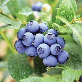 地元のブランド野菜・果物について語ろう