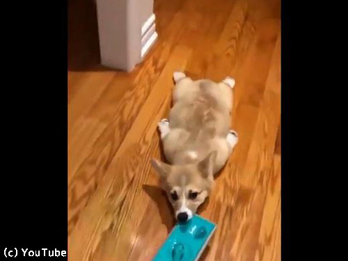 「掃除のときにコーギー犬がいると、なぜ最高なのか?」→「こんなことになるから!」