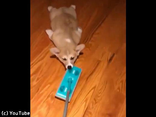 「掃除のときにコーギー犬がいると、なぜ最高なのか?」→「こんなことになるから!」