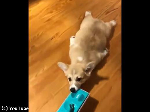 「掃除のときにコーギー犬がいると、なぜ最高なのか?」→「こんなことになるから!」