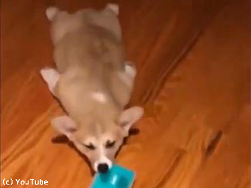 「掃除のときにコーギー犬がいると、なぜ最高なのか?」→「こんなことになるから!」