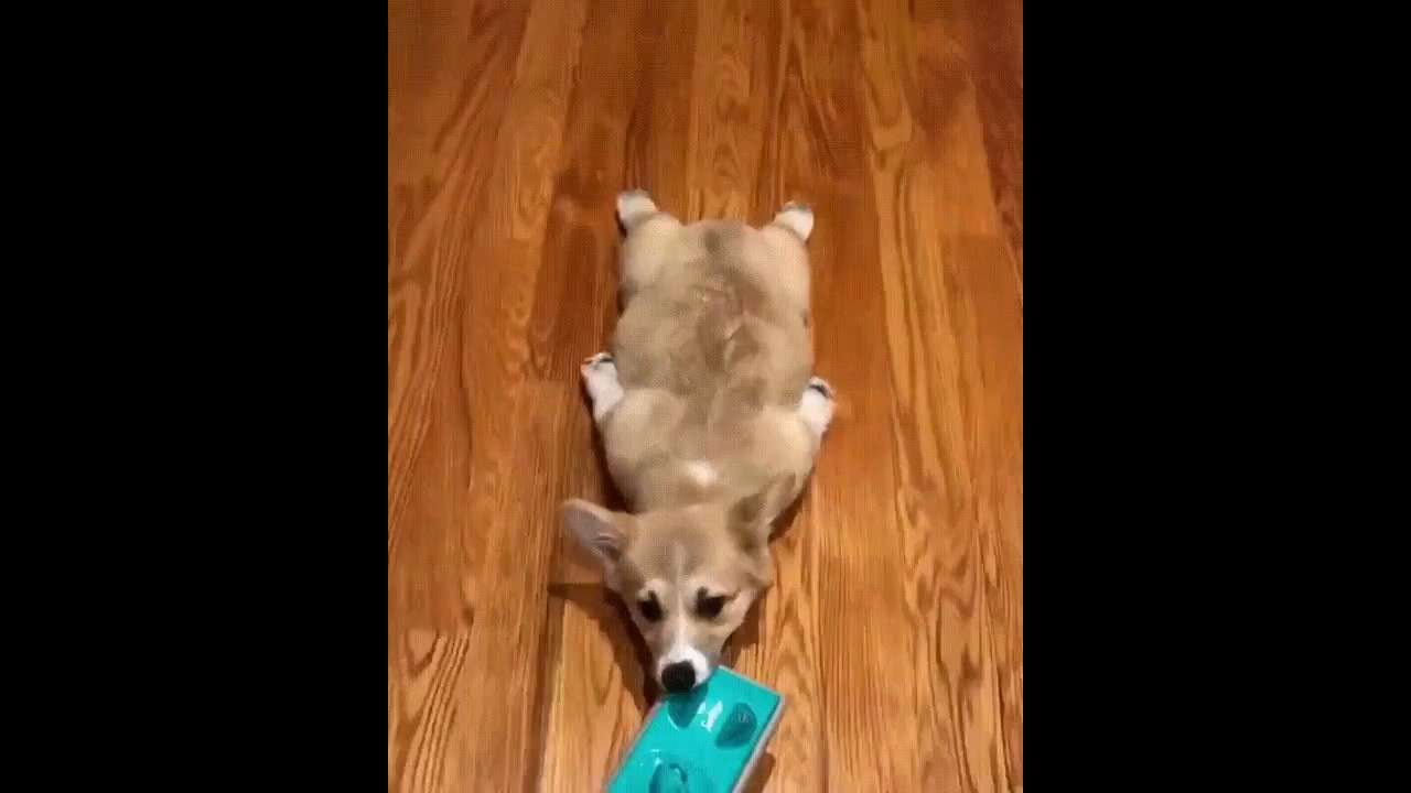 CORGI THE CLEANER - YouTube