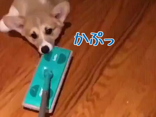 「掃除のときにコーギー犬がいると、なぜ最高なのか?」→「こんなことになるから!」
