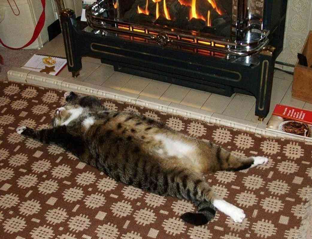保存したら負け！きゃわい〜動物の画像！