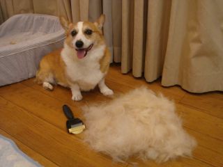 「掃除のときにコーギー犬がいると、なぜ最高なのか?」→「こんなことになるから!」