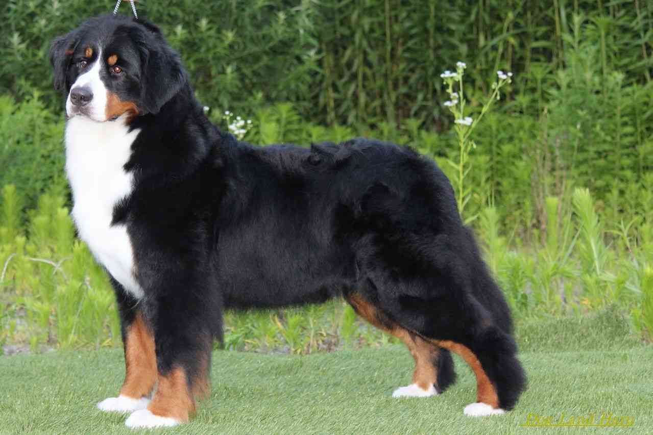 珍しい犬種を語りたい！
