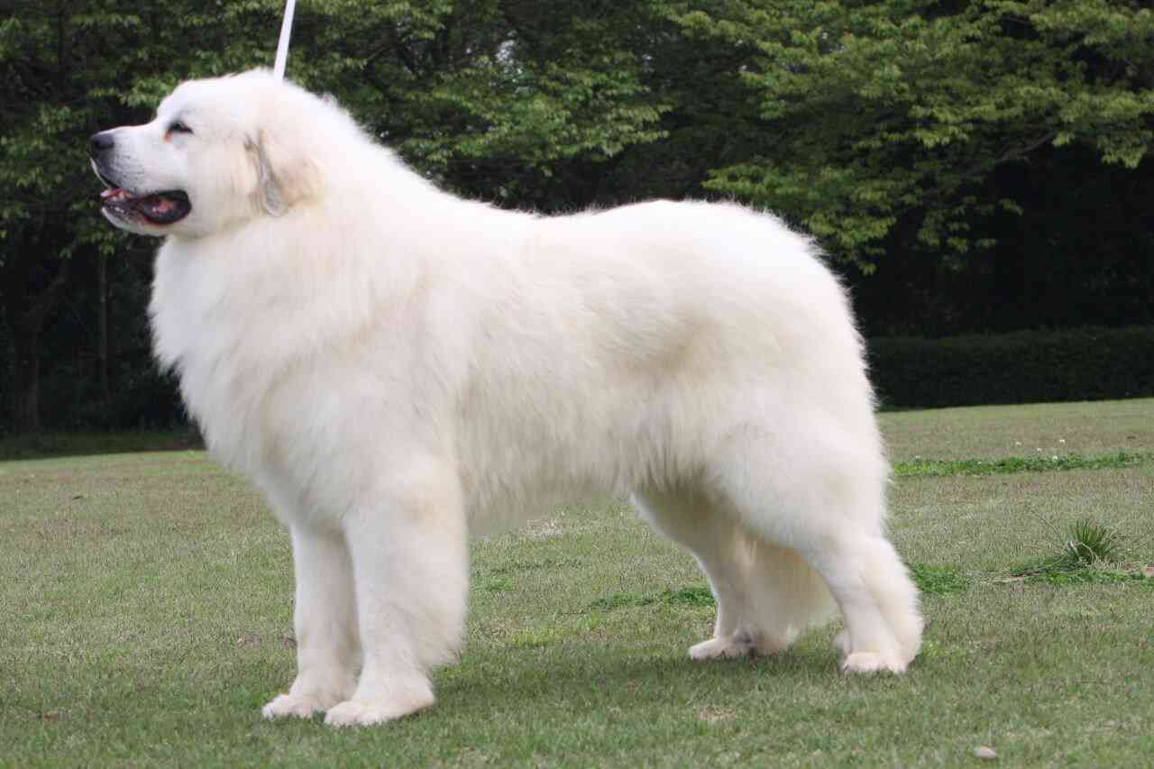 好きな大型犬