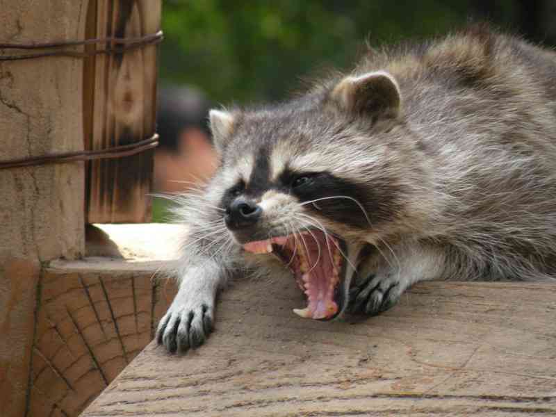 ヤンキーみたいな動物の画像を貼るトピ