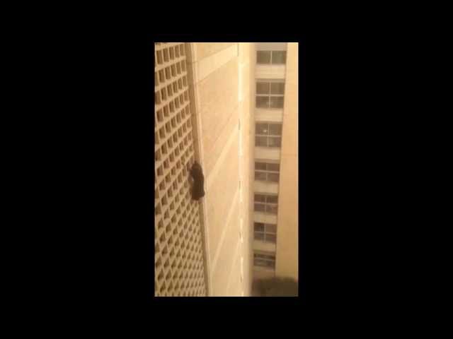 なぜそこに！？と思う猫画像