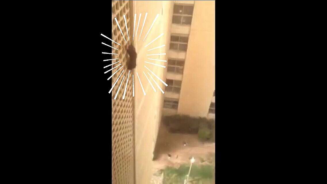 7階の外壁から降りられなくなった黒猫を学生が必死の救出！ – ねこナビ