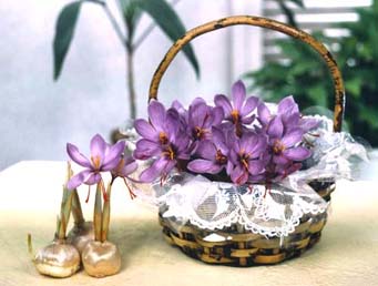 冬に楽しめる鉢植えのお花