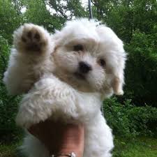 珍しい犬種を語りたい！
