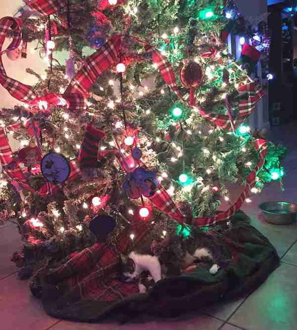【クリスマスの奇跡！】猫がクリスマスツリーの下に置いたクリスマスプレゼントが世界中を感動させている！｜面白ニュース 秒刊SUNDAY