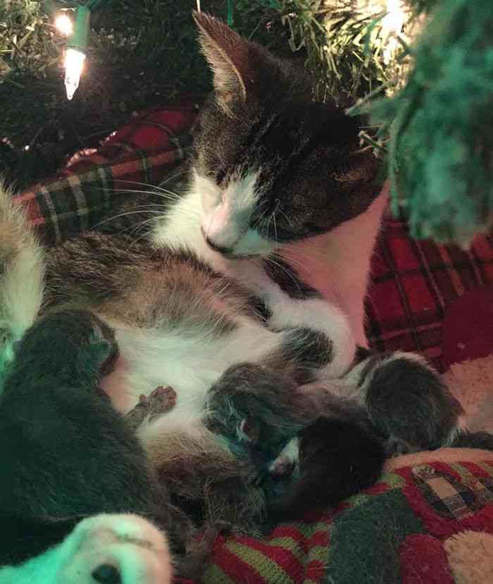 【クリスマスの奇跡！】猫がクリスマスツリーの下に置いたクリスマスプレゼントが世界中を感動させている