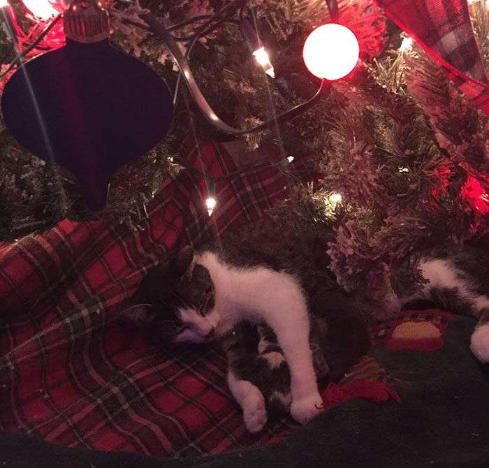 【クリスマスの奇跡！】猫がクリスマスツリーの下に置いたクリスマスプレゼントが世界中を感動させている