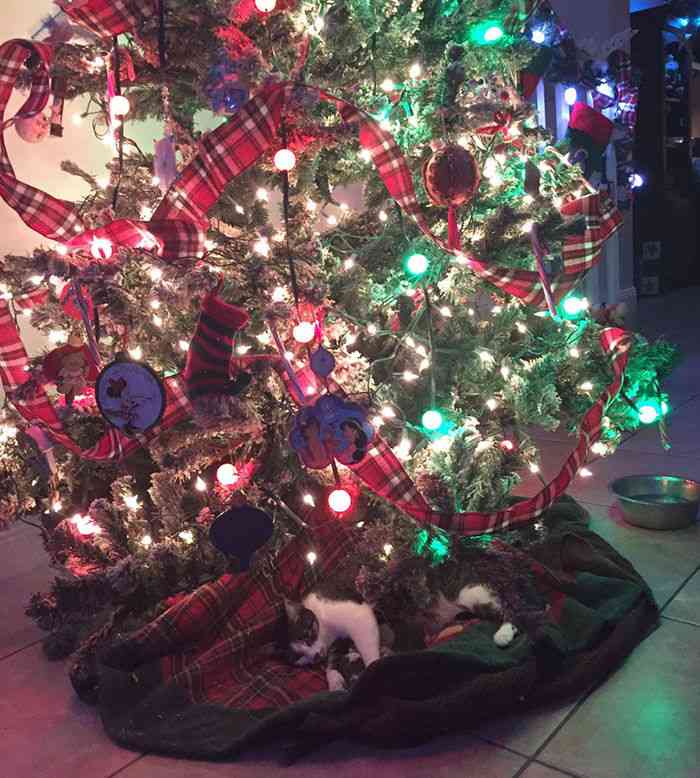 【クリスマスの奇跡！】猫がクリスマスツリーの下に置いたクリスマスプレゼントが世界中を感動させている